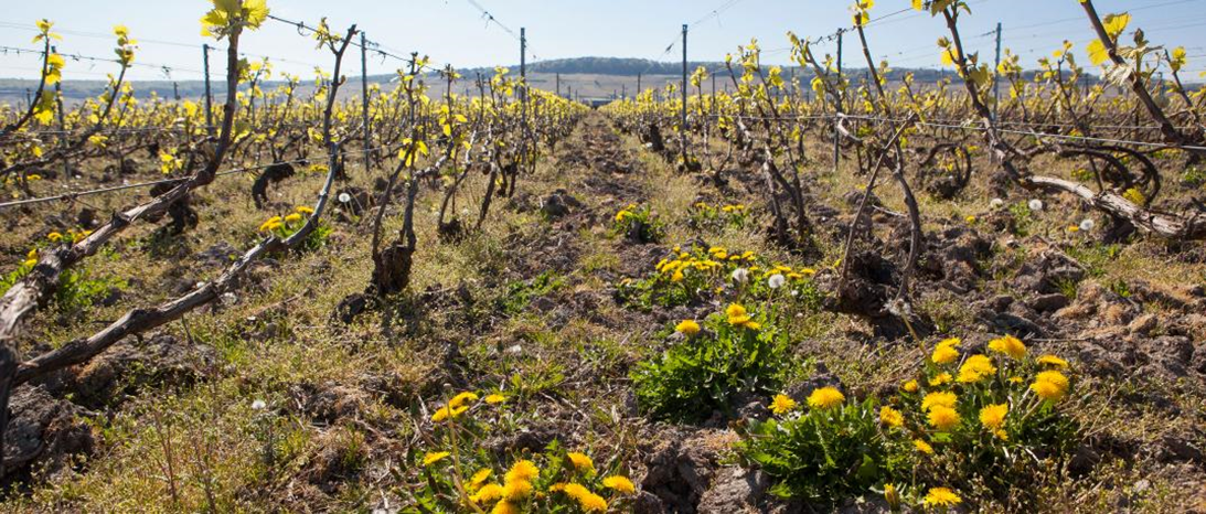 Виноградник Шампанского Дома Franck Bonville. Франция, Шампань, Côte des Blancs