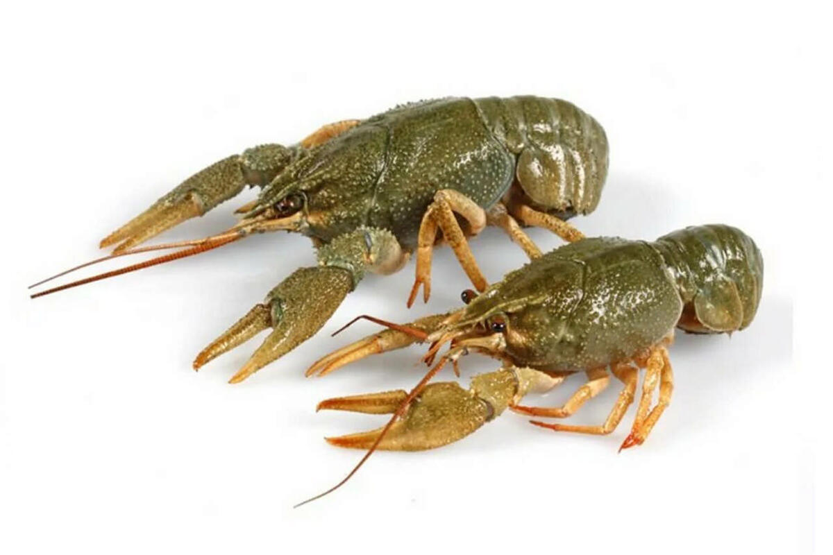 Свежие раки