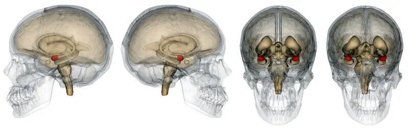 Лимбическая система
