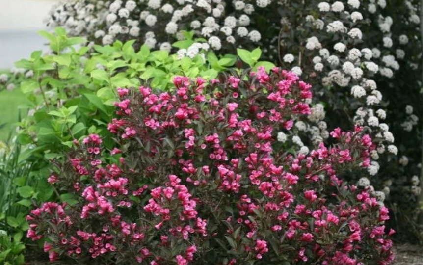 Быстрорастущие, низкорослые декоративно-лиственные, цветущие кустарники. Спирея, пузыреплодник, вейгела.