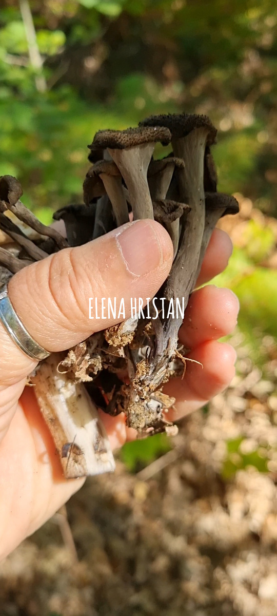 Моя тихая охота. Фото Elena HrisTan 