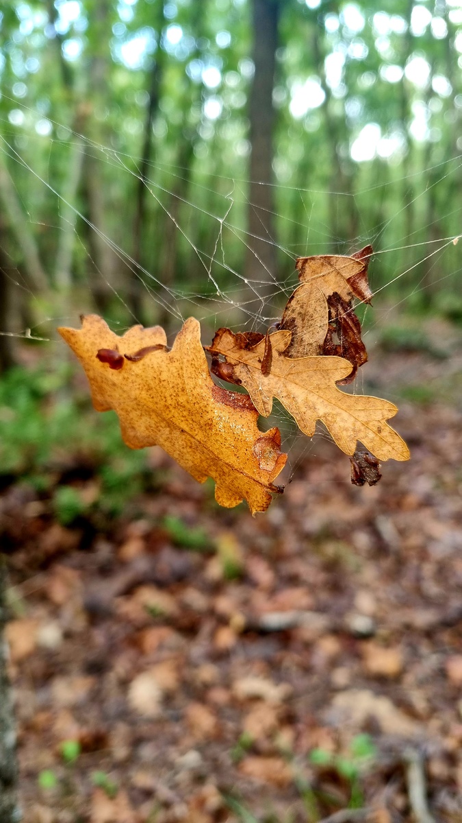 Осень в лесу в Турции. Фото Elena HrisTan