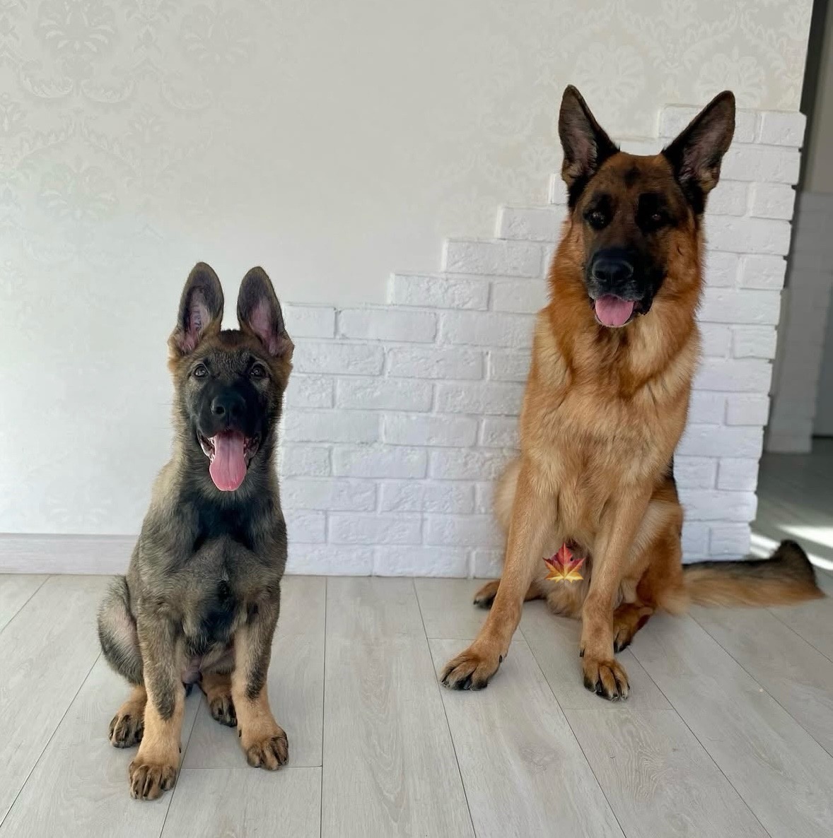 Маленький Ичи и Расмус на год моложе, чем сейчас )))