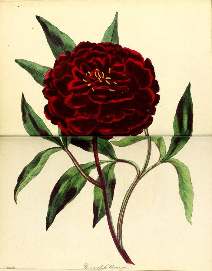 Изображение Paeonia edulis Reevesiana в «Paxton's magazine of botany, and register of flowering plants» vol.1. Ссылка на изображение: https://www.biodiversitylibrary.org/item/187965#page/289/mode/1up