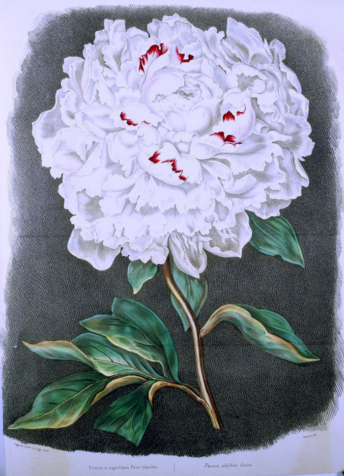 Изображение Paeonia albiflora festiva в журнале «Herbier General de l'Amateur» т.1. Ссылка на изображение: https://www.biodiversitylibrary.org/item/53979#page/126/mode/1up