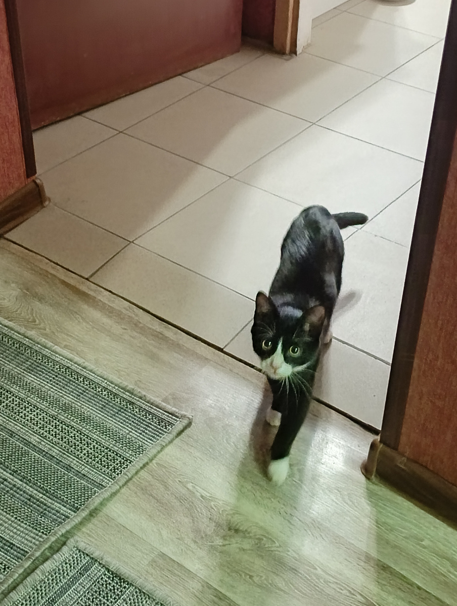 Мурзик. Нам 5 месяцев