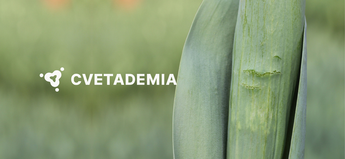 Как выглядит топпинг листа