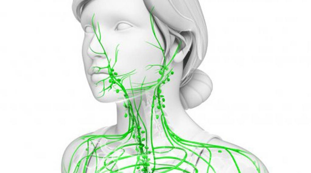 Лимфатическая система 