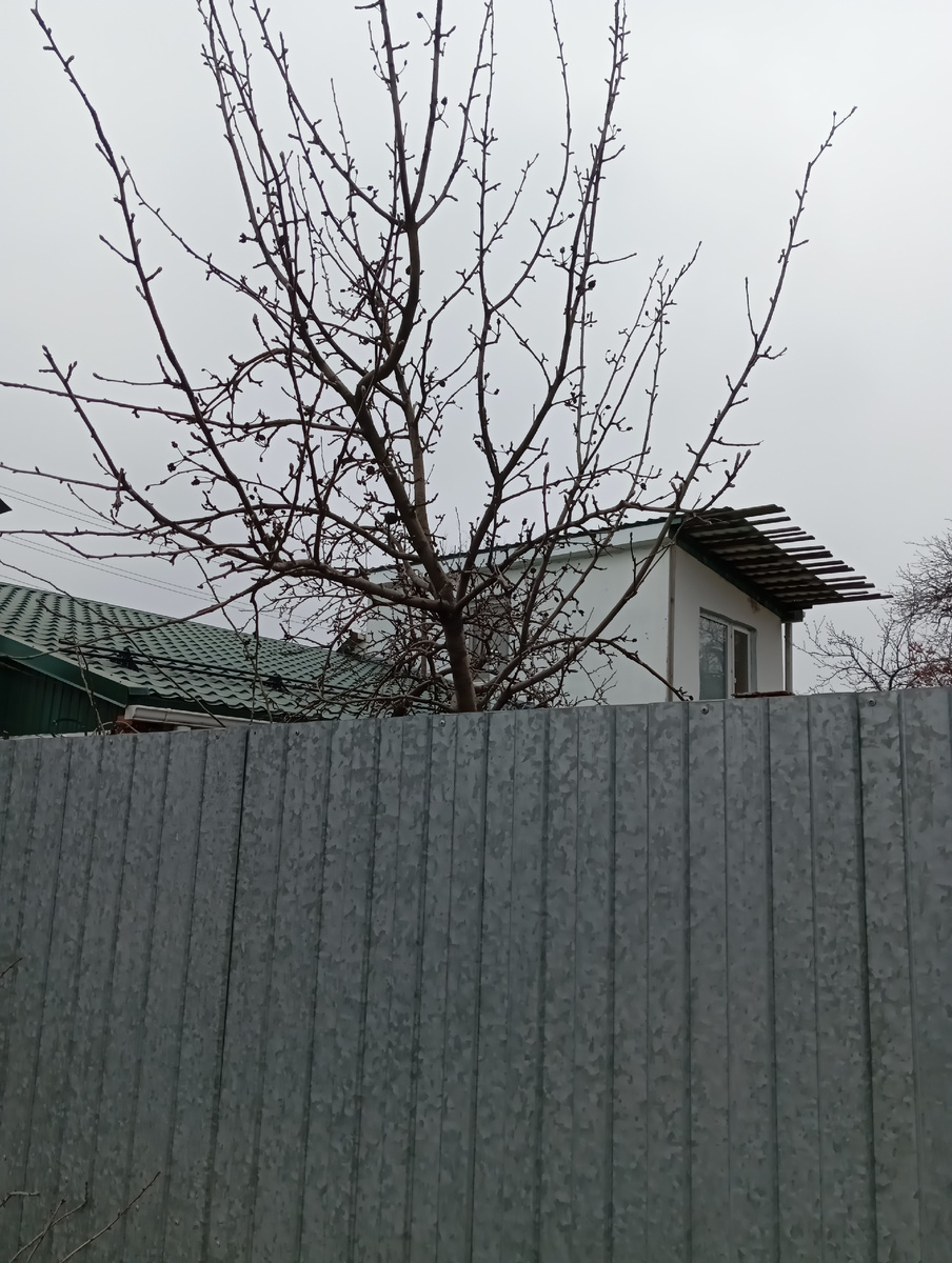 Яблоко упало. 