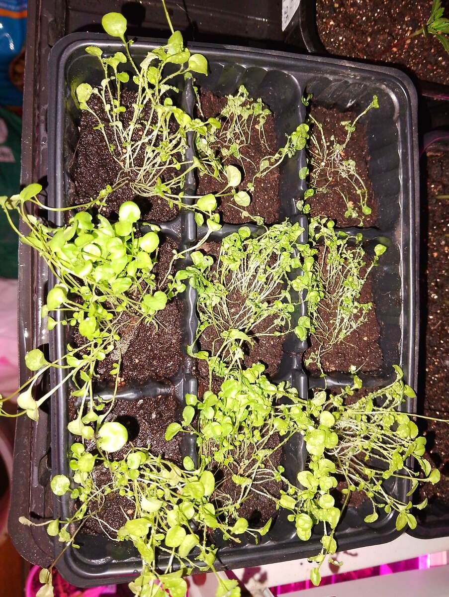 Минус лобелия