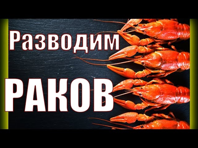 банер 