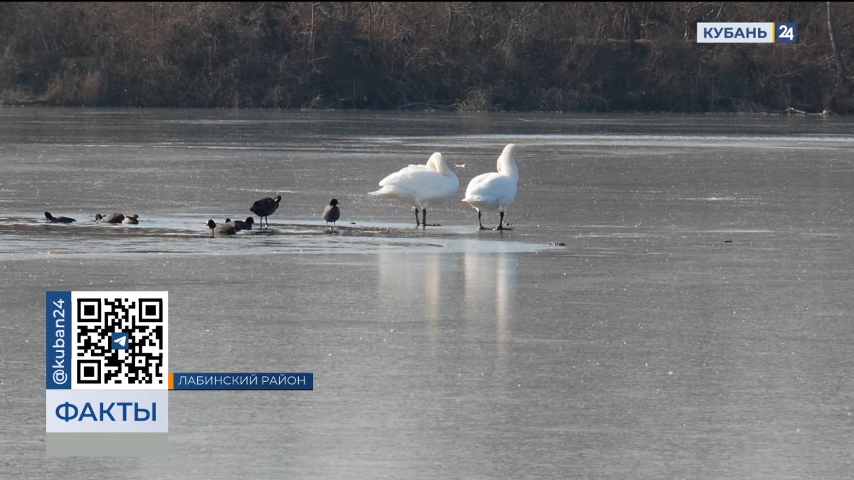    Видео канала «Кубань 24»