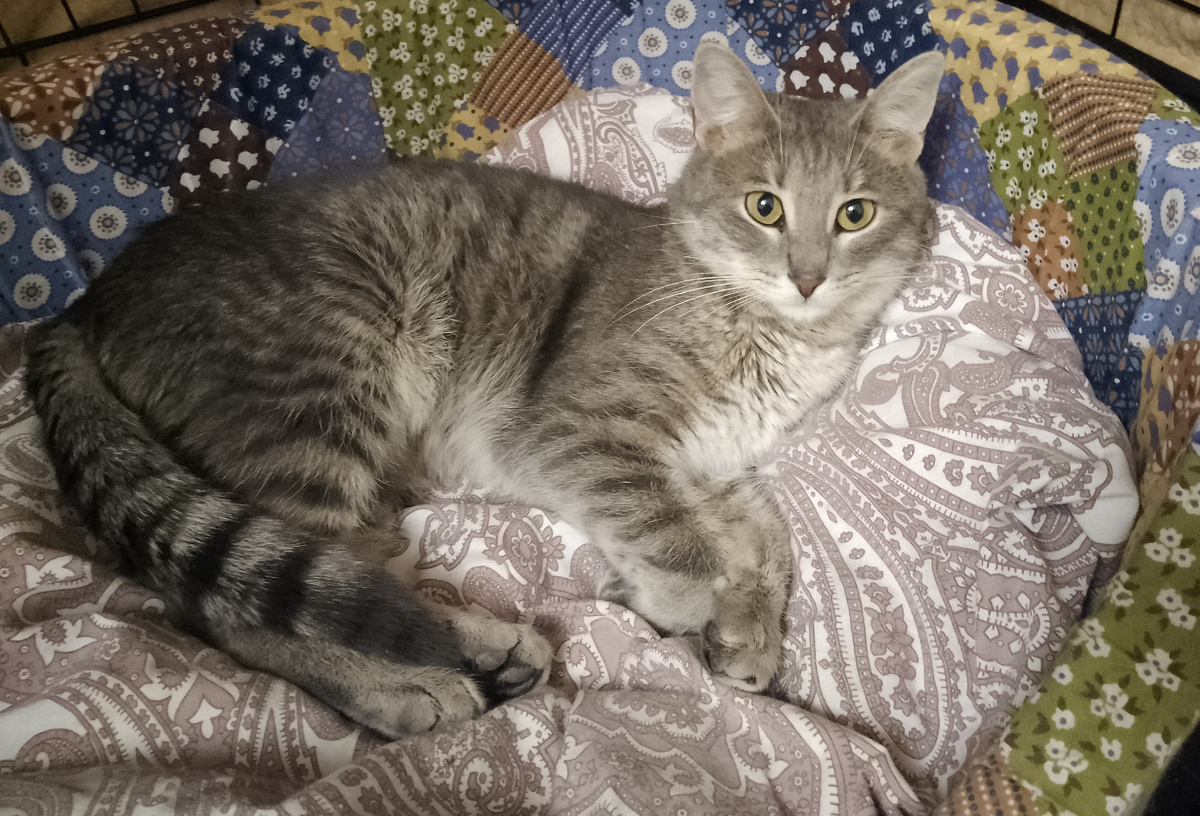 Светик-Добрыня