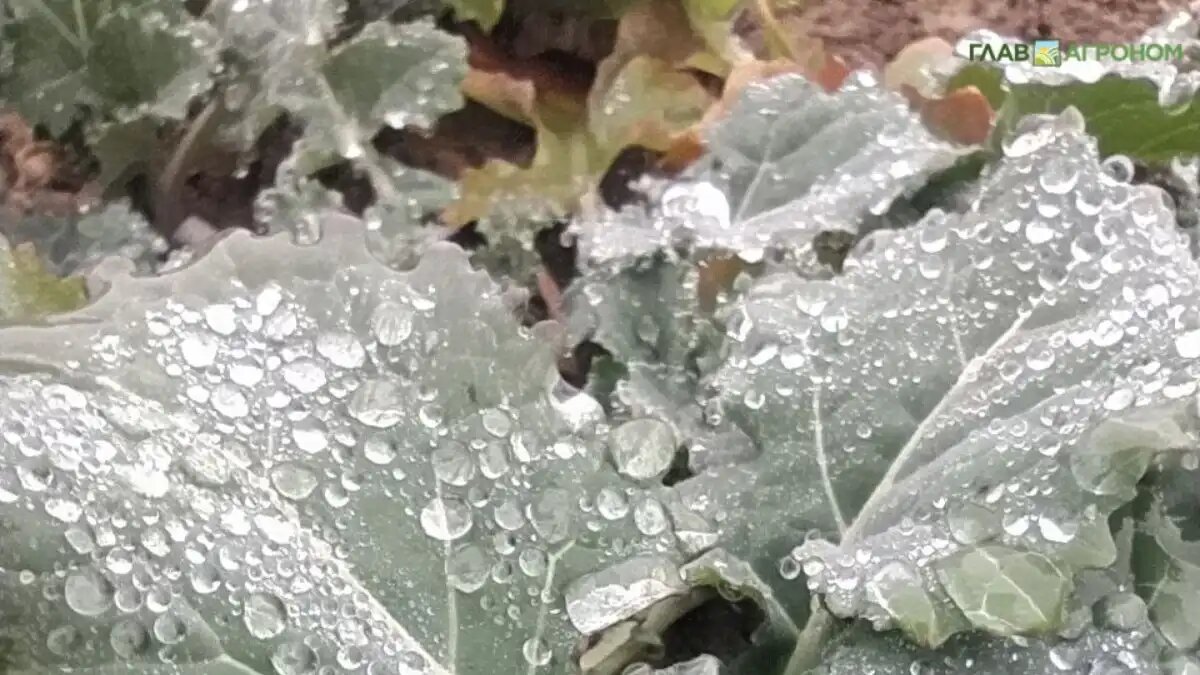 Фото:© Дарья Гуцаленко / Glavagronom.ru
Эксперты дали советы по питанию рапса весной