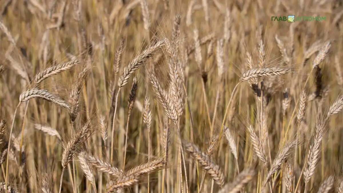 Фото:© Виталий Рыбалко / Glavagronom.ru
Цены на рожь в России за год выросли на 70%