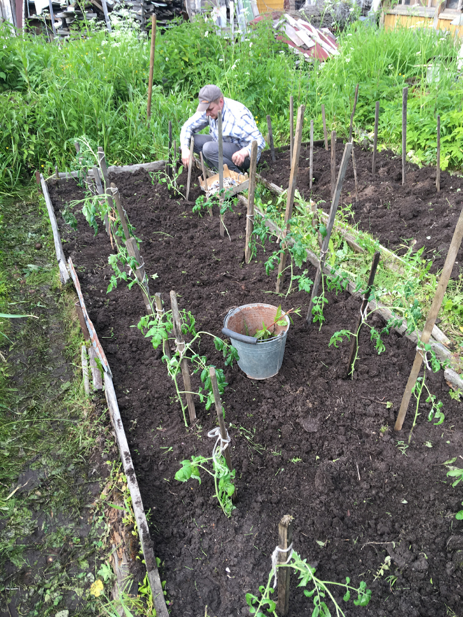 Июнь 2017, фитофтора съест все помидоры ещё на стадии мелких плодов….Трава в огороде так и прет, в жару и сухость раньше завязываются семена