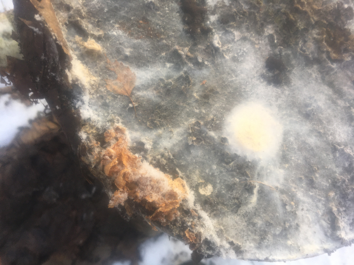 Мицелий белой плесени, растёт и при минусовой погоде, в тепле и сухости гибнет