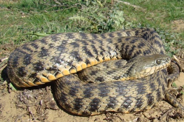 Фото: npsochi.ru /Б. Туниев, К. Лотиев/