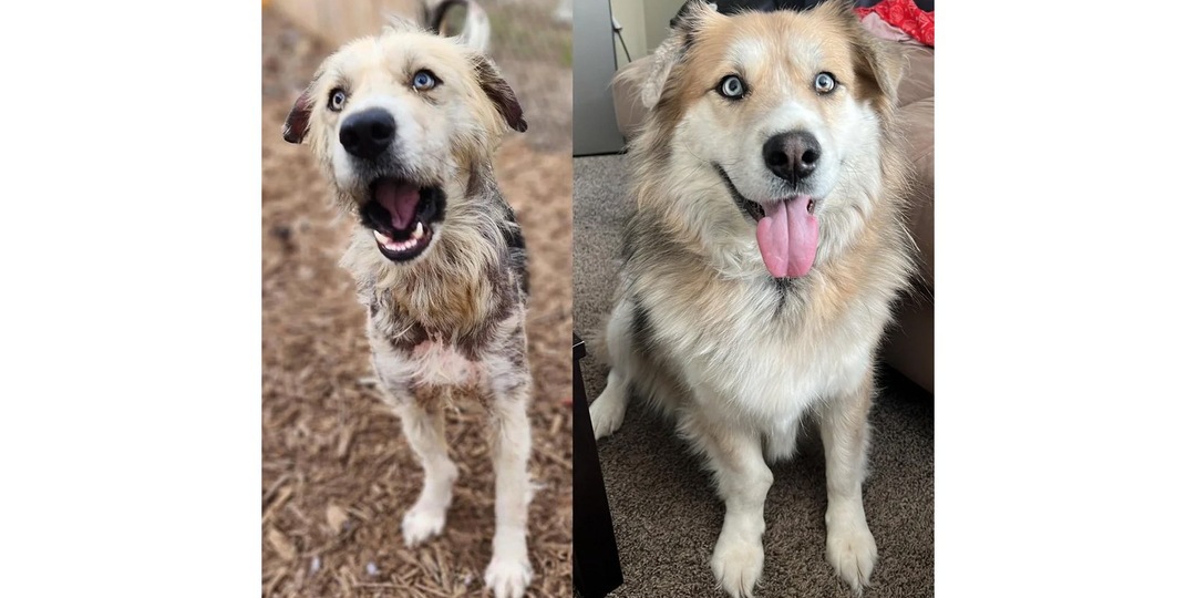 Люди спасли истощенную хаски — теперь она улыбается