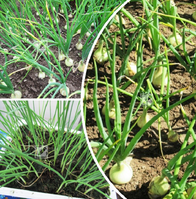 коллаж из фото автора