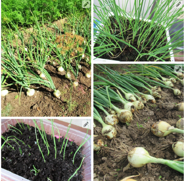 коллаж автора