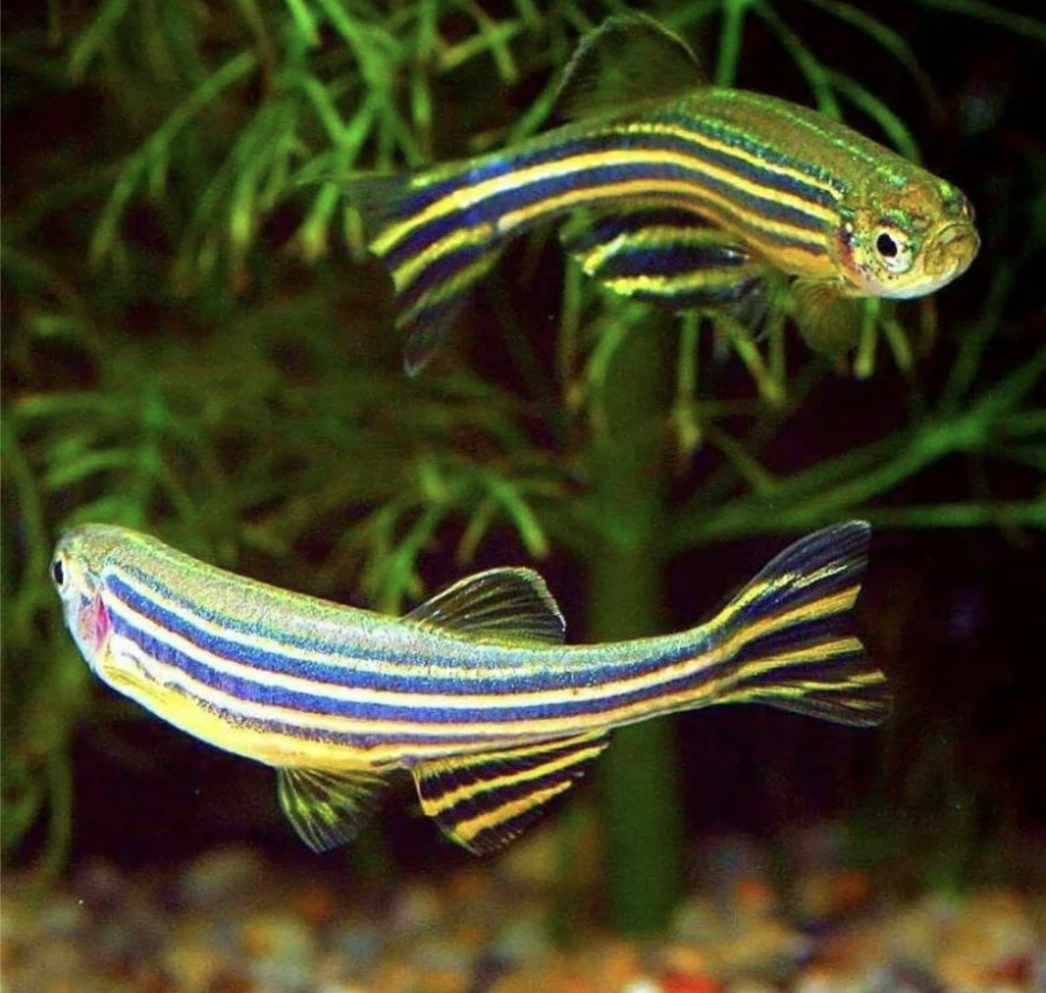 Некоторые рекомендации по содержанию данио:

Выбор аквариума. На стаю от 6 рыбок подойдёт аквариум от 50 литров. Обязательно наличие крышки, так как данио прыгучие. 
Оборудование аквариума. В нём должны быть терморегулятор, кислородный компрессор и внутренний фильтр. 
Грунт. Данио не привередливы к покрытию, подойдёт любой грунт: речной песок, мелкая или крупная галька. Его слой не должен превышать 5 см. 
Декор. Подойдут живые растения, рассаженные вдоль стенок, каменные и керамические строения, гроты и укрытия, деревянные коряги. 
Освещение. Данио предпочитают яркое освещение, лучше всего подходят лампы от 6000–6500К с синим освещением. 
Параметры воды. Кислотность от 6 до 7,5, жёсткость небольшая: 2–20 градусов, температура воды 20–25 градусов. 
Очистка и фильтрация воды. Ежедневное поддержание чистоты в аквариуме исключит заражение и отравление рыбок. Еженедельная подмена воды на 30% от общего объёма аквариума. 
Аэрация воды. Круглосуточное использование кислородного компрессора обеспечит аквариумных рыбок насыщенной кислородом и очищенной от грязи водой. 
Кормить данио следует 3–4 раза в день небольшими порциями, раз в неделю можно устраивать разгрузочный день. В качестве кормов используют живые и замороженные артемии, дафнии, мотыль, трубочника, а также готовые сбалансированные корма.