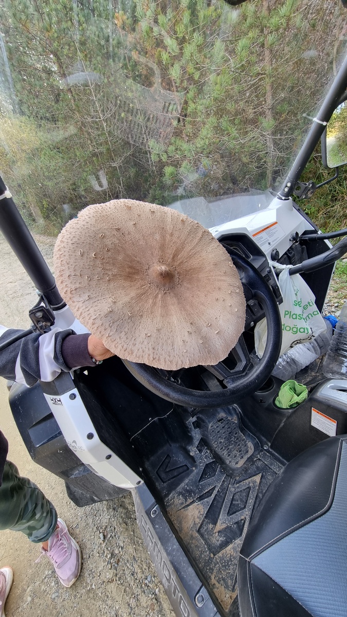 Больше чем руль.фото Elena HrisTan