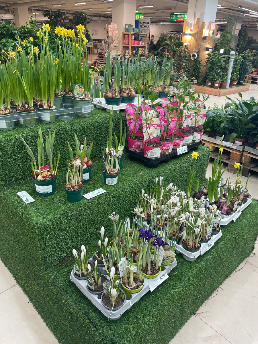 Ну что за волшебство! Уже весной пахнет, птицы поют по-весеннему, а в аптекарском огороде зацвели подснежники пару недель назад(уже помёрзли, наверное). 