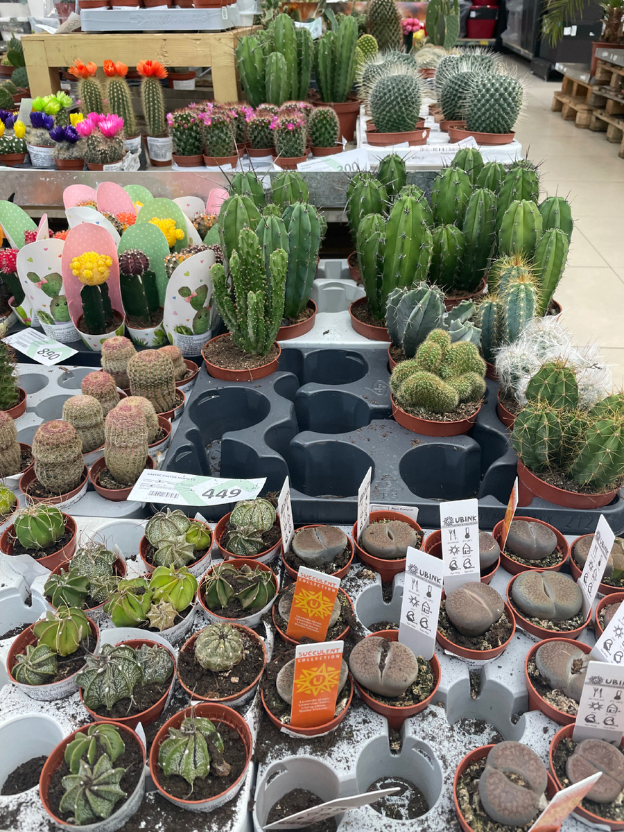 Кактусы и суккуленты меня всегда привлекают своим разнообразием, а еще и в планах обновить подаренный 3 года назад флорариум.