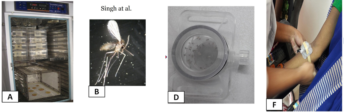 На  фото пример хенодиагностики. А: В специальных шкафах выращивают  песчаных мух P. argentipes. В: Трех-пятидневные некормленые самки  извлекаются из клетки с колонией. D: 20-30 самками наполняют пустую  кормовую камеру из поликарбоната F: камеру ставят на руку больному на 30  минут. Сытых наевшихся самок убивают в специальном растворе, а затем  препарируют и исследуют под микроскопом на наличие или отсутствие  паразита.