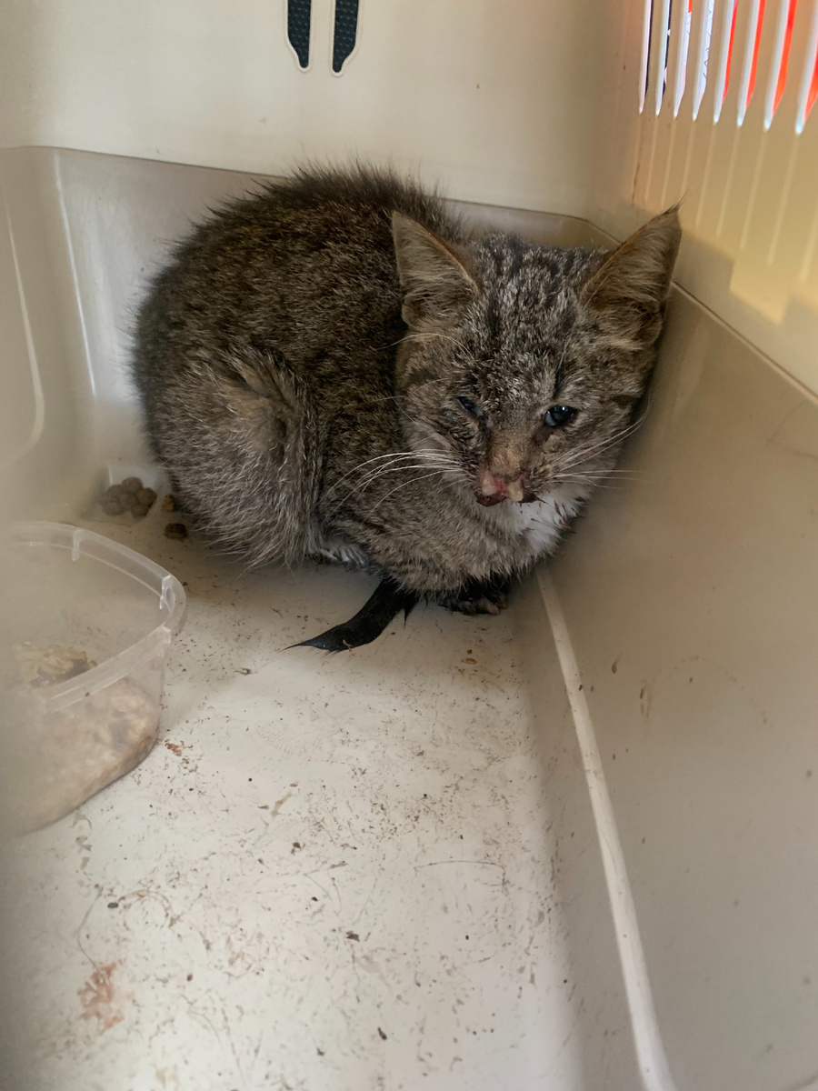 Вот такую я ее посадила в переноску