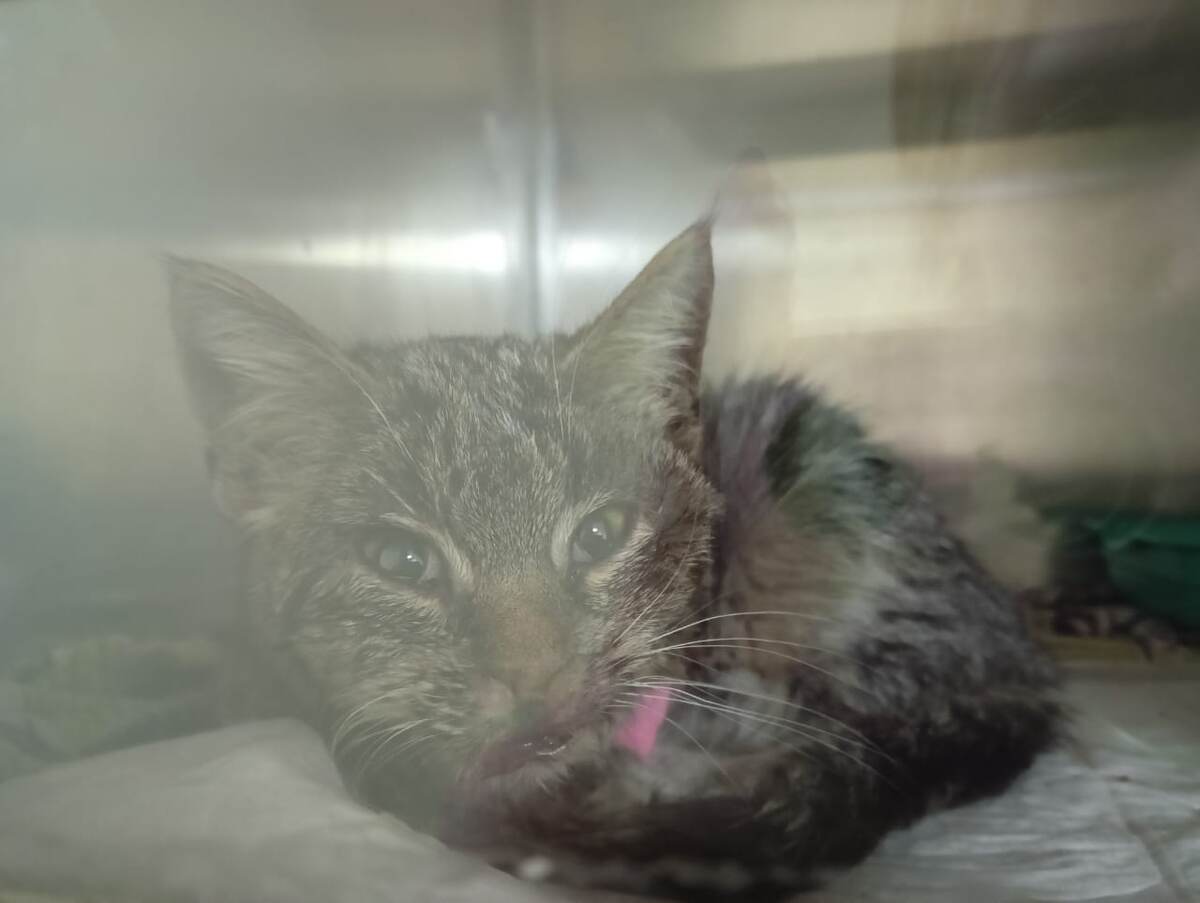 Вот такую я привезла ее в клинику