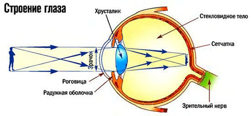 Строение глаза