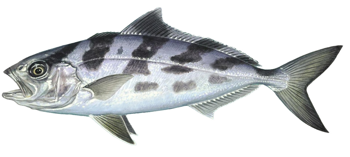 Seriolina nigrofasciata