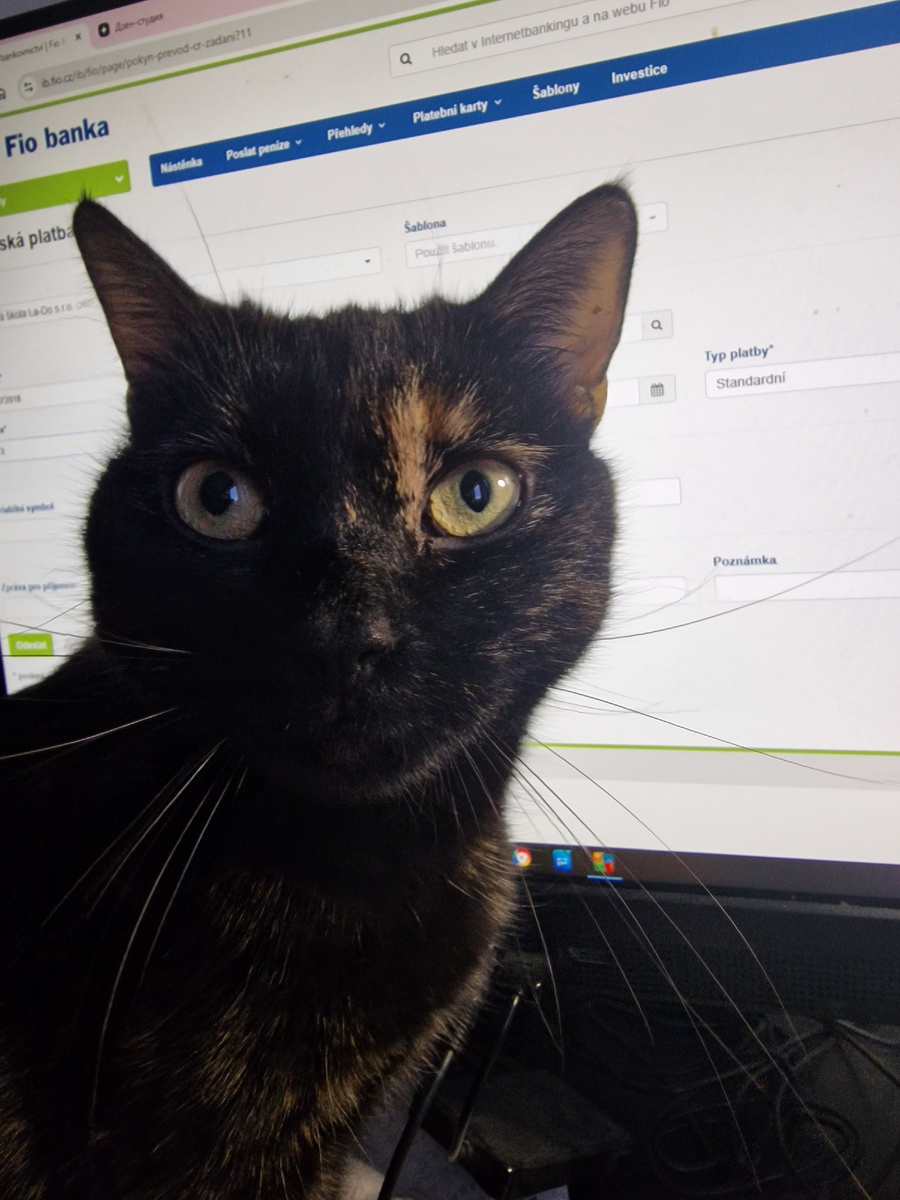 фото автора: это моя помощница. Если она не мурлычет, то статья в Дзен не пишется