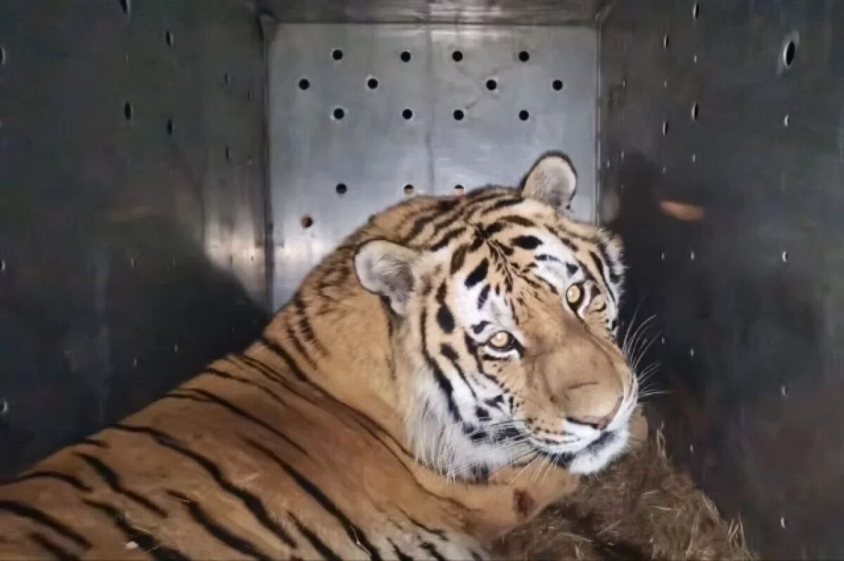    В Приморье за зиму отловили уже седьмого конфликтного тигра