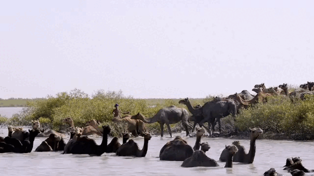 Сейчас бы бросить всё и отправиться купаться с верблюдами! 