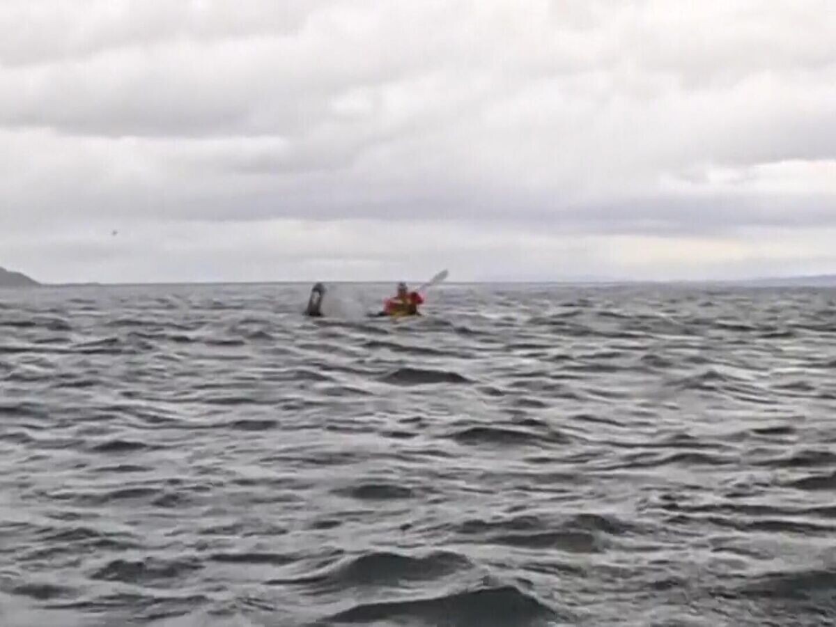    Кадры с горбатым китом, который пытался проглотить каяк с мужчиной у берегов Чили© Associated Press, Dell Simancas