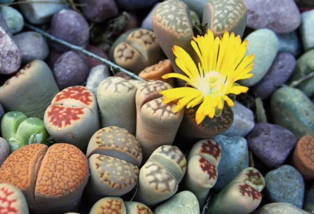 Источник фото: pharmacosmetica.ru