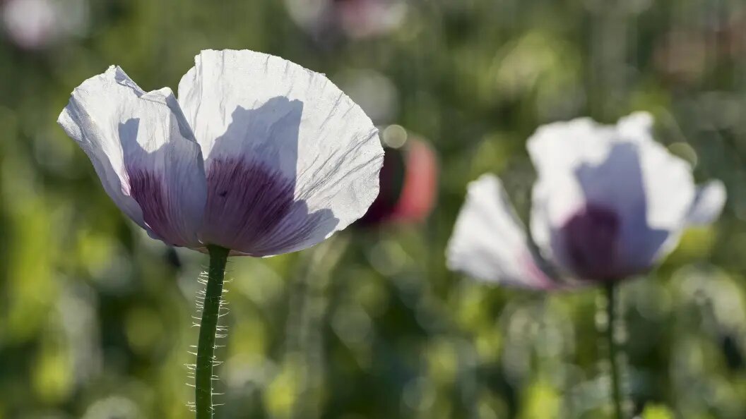    Erich Schmidt/imageBROKER.com/Globallookpress