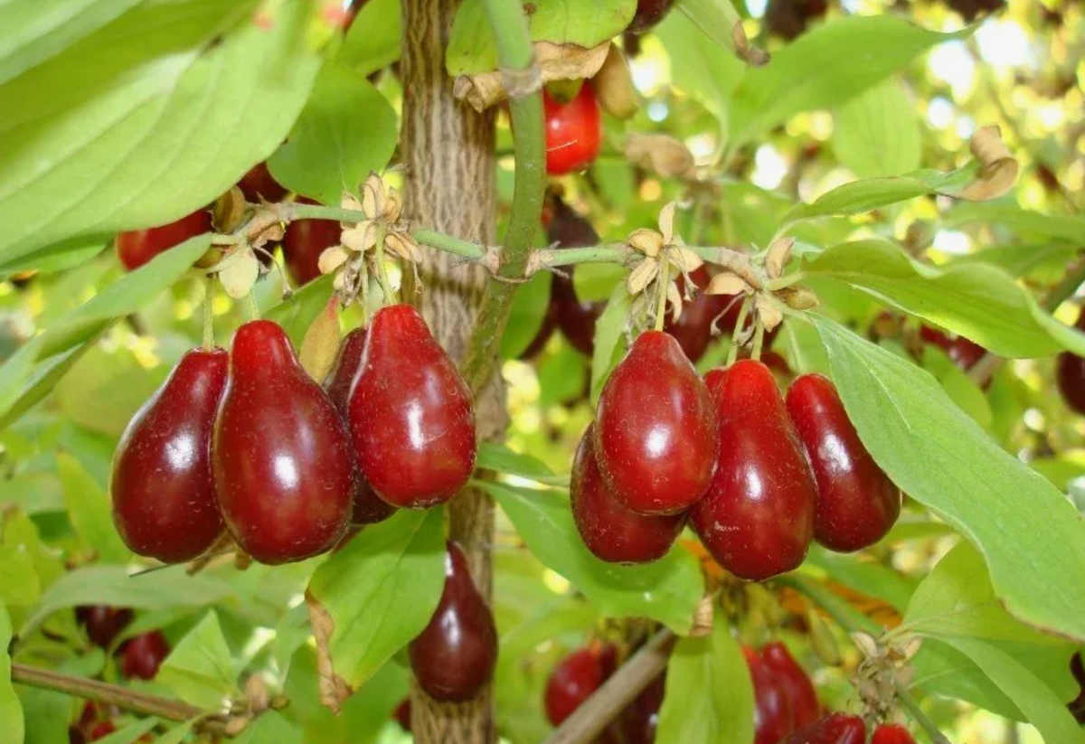 Источник фото: ncsemena.ru