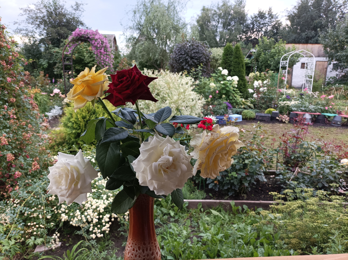 мой сад 2024 г, в букете Тинека, Керио, Блек Баккара и Элина