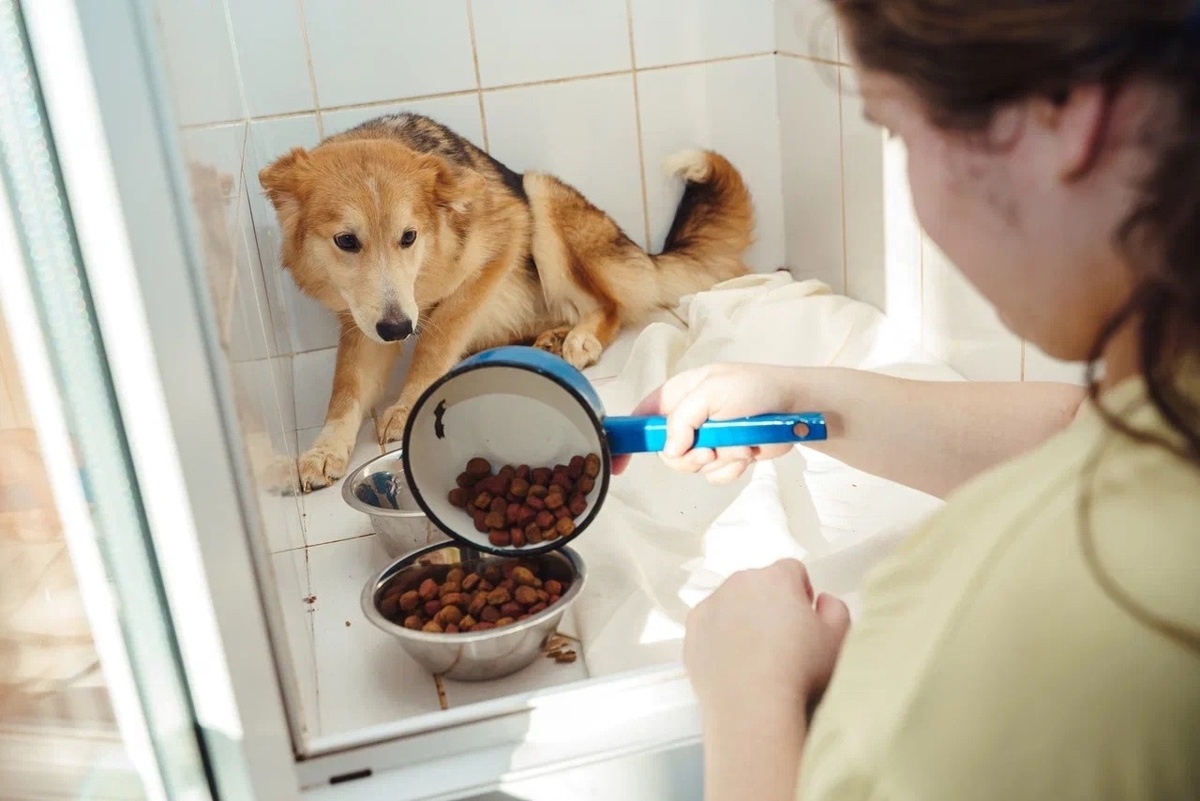 Нам очень нужно электричество и ДРОВА! Мы замезаем и в темноте! 