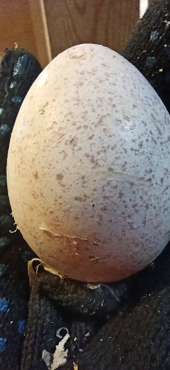Яйцо индюшки
