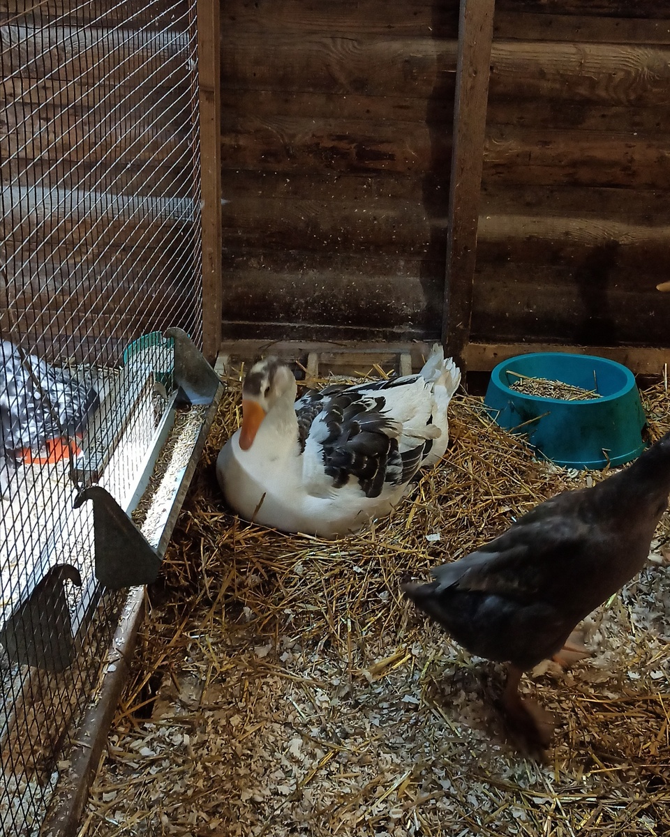 Молодая гусыня села нести яйцо