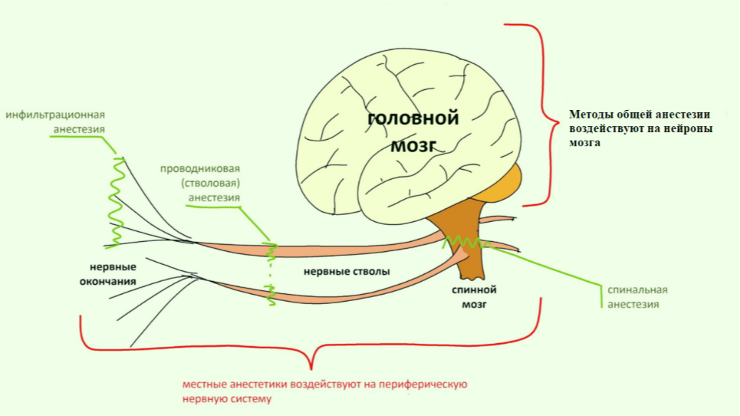 Уровни действия местной и общей анестезии