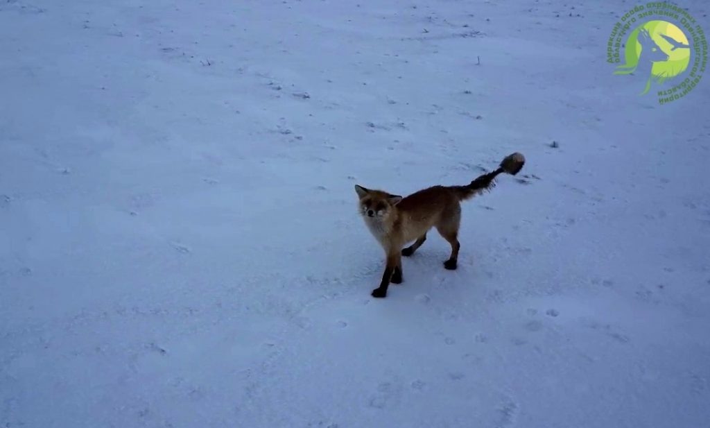    В заповедниках Оренбуржья начался сезон лисьих свадеб Оренбуржье