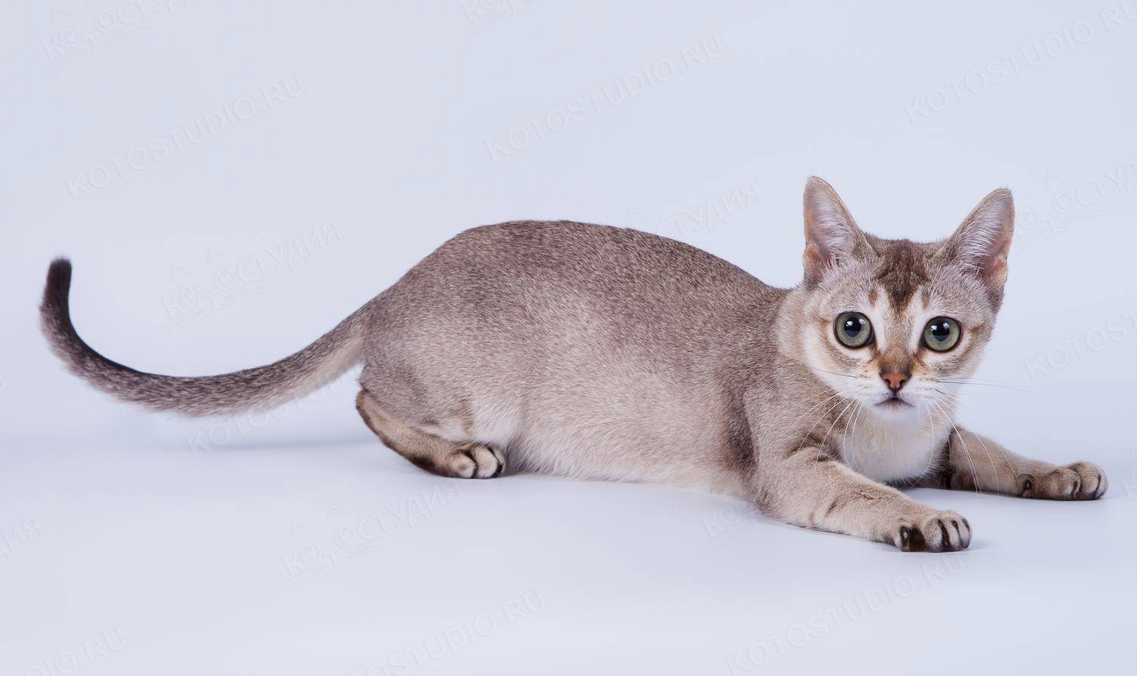 Сингапурская кошка – настоящая «карманная тигрица». Это самая маленькая из всех официально признанных пород. Вес взрослой особи редко превышает 2,7–3 кг, а котята выглядят особенно крошечными даже по меркам других пород.