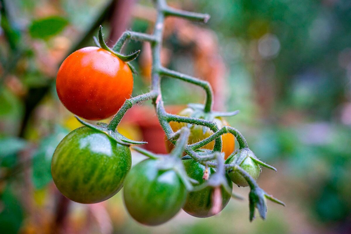    Фото: Mrganso / Pixabay.com