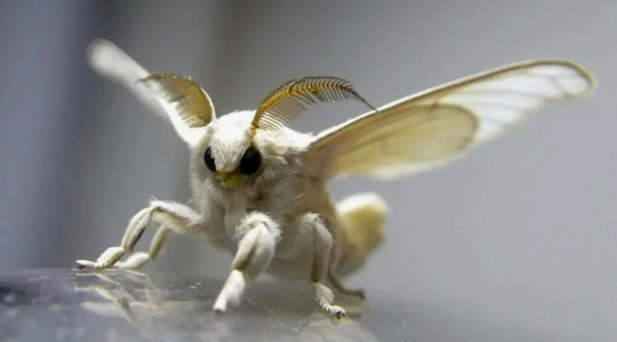 Древний Китай более двух тысяч лет хранил тайну шелковичного производства. Попытка вывоза яиц шелкопряда или разглашения технологии грозила смертной казнью. Однако, согласно легенде, китайская принцесса спрятала яйца насекомого в своей причёске и вывезла их в Бухару, тем самым открыв миру тайну шелка.